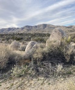 Pilgrim Psalms: Songs of Ascents